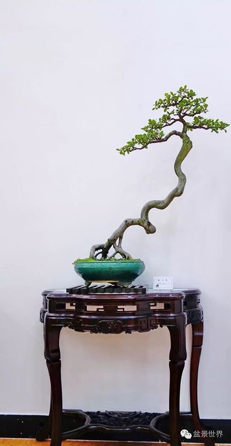 Bonsai Bunjin, Bonsai Fruit Tree, Bonsai Mini, Jade Bonsai, Bonsai Tree Types, Bonsai Techniques, Mame Bonsai, Antique Chinese Furniture, Bonsai Styles