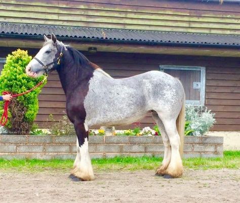 Somatic Mutation Horse, Chimera Horse, Brindle Horse, Rare Horse Colors, Unusual Horse, Horse Markings, Horse Coat Colors, Rare Horses, Horse Ideas