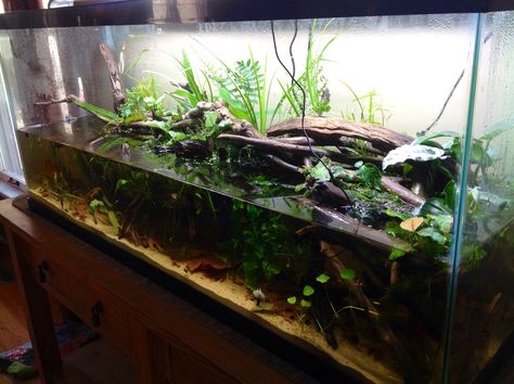 55 gallon riparium for newts Turtle Tank Setup Ideas, Turtle Tank Ideas, Tank Setup Ideas, Aquatic Turtle Tank, 55 Gallon Aquarium, Turtle Tank Setup, 55 Gallon Tank, Turtle Terrarium, Turtle Aquarium