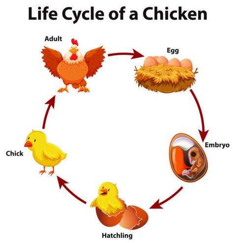 Bird Life Cycle, Toddler Homeschool Activities, Homeschool Toddler, Preschool Busy Book, Kindergarten Montessori, Montessori Curriculum, Chicken Life Cycle, Animal Life Cycles, Chicken Illustration