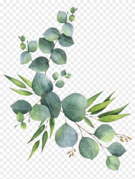 Eucalyptus Clipart, Watercolor Flowers Png, Branch Leaves, Flower Png Images, Feuille Eucalyptus, Leaf Drawing, Watercolor Leaves, Deco Floral, Watercolor Texture