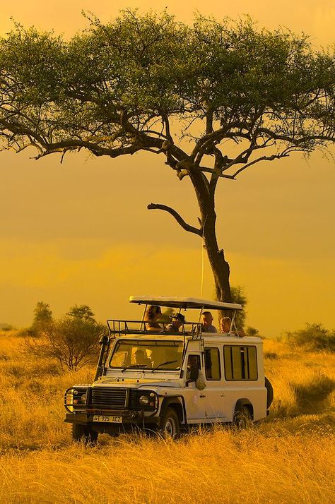 Rp Pfp, Tanzania Travel, Tanzania Safari, Serengeti National Park, Africa Destinations, On Safari, Safari Travel, Africa Do Sul, 사진 촬영 포즈