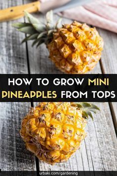 Grow Pineapple Plant, Grow A Pineapple, Local Supermarket, Growing Pineapple, Pineapple Planting, Growing Fruit Trees, Pineapple Top, Plant Room, Planting Pot