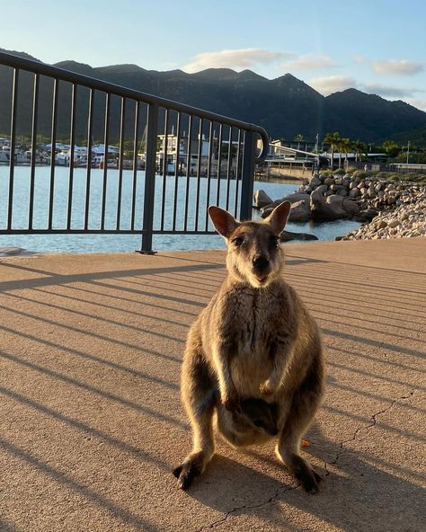 a day on magnetic island 🦘🌴 🌞 #australia #magneticisland #queensland #travel #travelling #femaletraveler #wallaby Queensland Travel, Magnetic Island, Its Beautiful, Pro Tip, Travel Inspo, Female Travel, Queensland, Beautiful Beaches, Instagram A