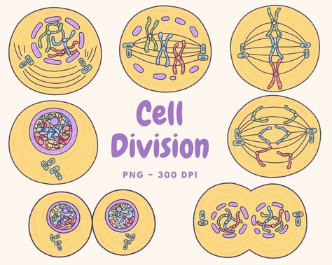 Cell Division Project, Stages Of Mitosis Drawing, Animal Cell Drawing, Joker Art Drawing, Biology Drawing, Biochemistry Notes, Cycle Drawing, Science Cartoons, About Me Template