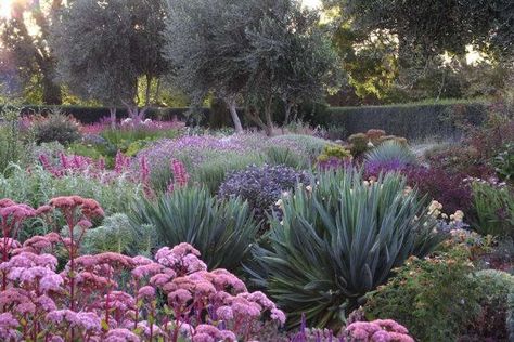 A Garden You Water Four Times a Year - Gardenista Australian Native Garden, Drought Tolerant Garden, Drought Tolerant Landscape, Dry Garden, Australian Garden, Cottage Gardens, Desert Garden, The Secret Garden, Mediterranean Garden