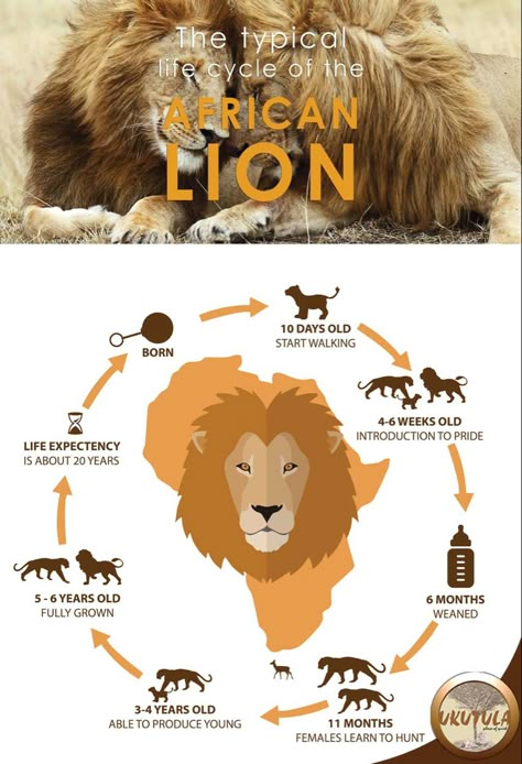 Lion Life Cycle, Cycle Pictures, American Lion, Animal Infographic, Animal Life Cycles, Life Sketch, Africa Tour, African Wild Dog, Wild Animals Pictures