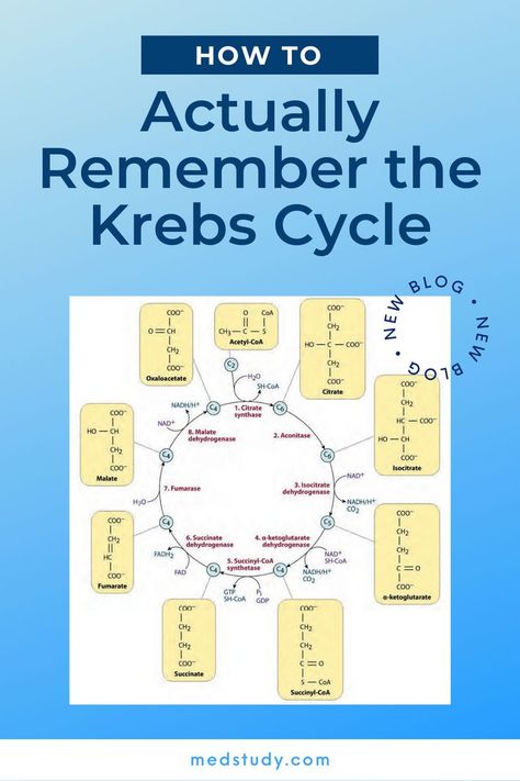 Krebs Cycle Mnemonic, Kerbs Cycle, Krebs Cycle Notes, Med School Study, Citric Acid Cycle, Biochemistry Notes, Plant Biology, Krebs Cycle, A Level Biology