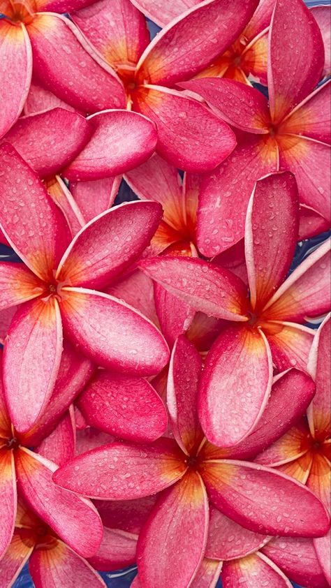 Frangipani Wallpaper, Wallpaper Iphone Flowers, Nature Wallpaper Iphone, Youtube Background, New Nature Wallpaper, Pink Board, Nature Iphone Wallpaper, Plumeria Flowers, Best Iphone Wallpapers