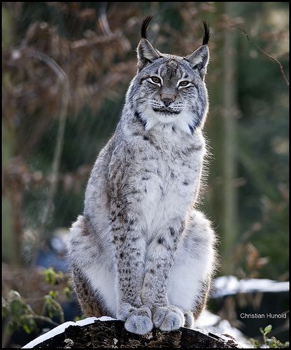 Lynx Cat, Snow Lynx Cat, Lynx Pictures, Canadian Lynx Cat, Lynx Photography, Eurasian Lynx Aesthetic, Lynx In Snow, Jungle Cat, Exotic Cats