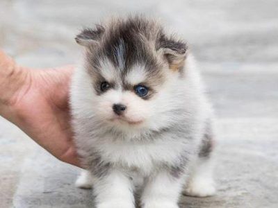 Teacup Puppy Breeds, Teacup Pomsky, Micro Poodle, Teacup Dogs For Sale, Micro Pomeranian, Teacup Animals, Teacup Dog Breeds, Pomsky Puppies For Sale, Pomsky Dog