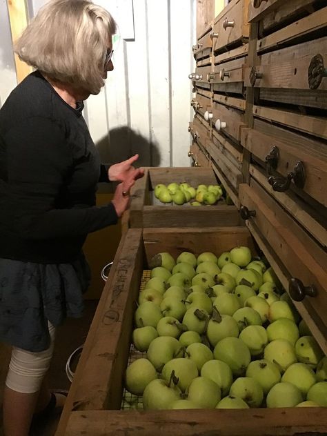 Cellar Pantry Ideas, Refrigerator Root Cellar, Root Cellar Shelves, Food Cellar Design, Root Cellar Storage Shelves, Basement Root Cellar Ideas, Underground Cold Storage, Root Cellars Ideas, Diy Cold Storage Root Cellar