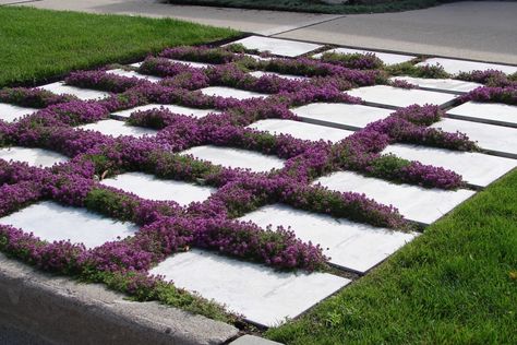 Tips for Growing Creeping Thyme Plants - MyGardenLife Thyme Between Pavers, Breckland Thyme, Thyme Lawn, Zero Scape, Ground Cover Seeds, Lawn Ideas, Thyme Plant, Covered Backyard, Perennial Ground Cover