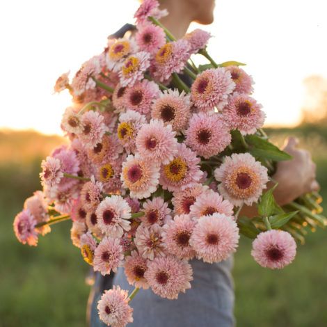 Zinnia Elegans, Gerbera Daisies, Zinnia Flowers, Soft Lavender, Cut Flower Garden, Gerbera Daisy, Gardening Supplies, Flower Farm, Flower Seeds