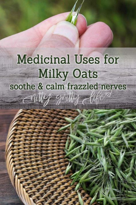 More than just oatmeal - oats, milky oat tops & oatstraw are highly medicinal, soothing and calming frazzled nerves, inflamed, itchy skin, & digestive troubles. Learn how to make a milky oats top tincture! #milkyoats #herbalmedicine #oatstraw #nervineherbs #milkyoatstincture Milky Oat Tops, Milky Oats, Herbal Alchemy, Medicinal Herbs Remedies, Medicinal Wild Plants, Oat Straw, Yin Energy, Herbal Health, Herbal Remedies Recipes