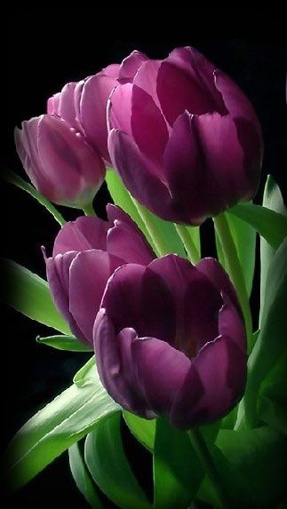 Gorgeous Tulips Purple Tulips, Scenery Nature, Flowers Garden, Tulips Flowers, Flower Beauty, Flowers Nature, Beautiful Blooms, Beautiful Scenery, Flower Pictures