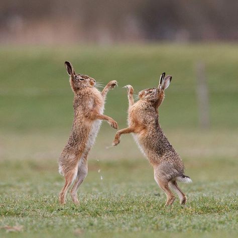 Head Drawings, Hare Pictures, Boxing Hares, Animal Photography Dogs, Hokey Pokey, Wild Hare, Pottery Tiles, Crazy Animals, Wild Rabbit