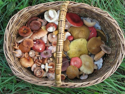 Hunting Diy, Mushroom Fungi, Wild Edibles, Wild Food, Wild Mushrooms, Camping Fun, Linguine, Survival Tips, Outdoor Fun