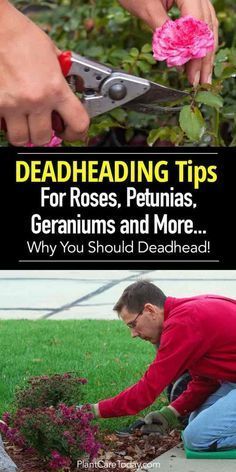 Deadheading flowers off roses, petunias, geraniums and other annuals and perennials helps them bloom longer, control disease and make plants look better. Deadheading Flowers, Deadheading Roses, Deadheading, Diy Rose, Diy Outdoor Decor, Garden Care, Lawn And Garden, Outdoor Plants, Gardening Ideas