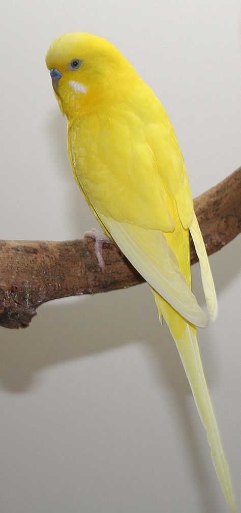 opaline double-factor yellow spangle male English budgie Budgie Colors, English Budgie, Parakeet Colors, Budgies Parrot, Parakeet Bird, Budgies Bird, Budgie Parakeet, African Grey Parrot, Parakeets