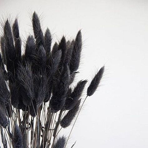 Can you tell we're obsessed with the black bunny tails? Leave a 🖤 if you're just as obssessed we are! 📸@ashiqasna7 from Pinterest Pampas Decor, Grass Centerpiece, Paint Smell, Black Bunny, Pampas Grass Decor, Bunny Tails, Wedding Floral Centerpieces, Home Decor Rustic, Tall Centerpieces