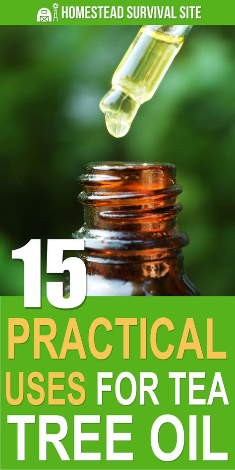 Tea tree oil can be a valuable addition to your medicine cabinet and cleaning supplies. Here are fifteen ways to use it and how. #homesteadsurvivalsite #teatreeoil #teatreeoiluses #essentialoils #naturalmedicine Uses For Tea Tree Essential Oil, Uses Of Tea Tree Oil, How To Use Tea Tree Oil, Teatreeoil Uses, What Is Tea Tree Oil Good For, Uses For Tea Tree Oil, Tea Tree Oil Uses For Skin, Yea Tree Oil, Survival Necessities