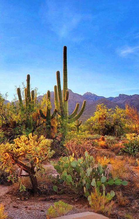 Nevada Desert Landscape, Desert Scenes Landscapes, Mexico Landscape Photography, Southwest Scenery, Desert Plants Landscaping, Sedona Landscape, Desert Landscape Photography, Desert Photos, Desert Landscape Painting