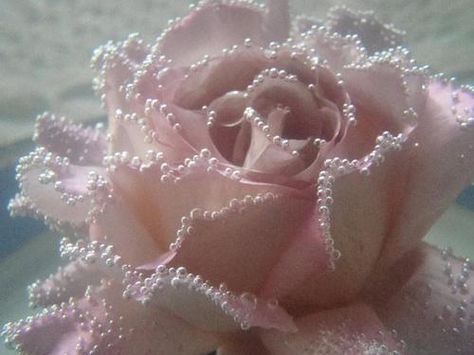 Tickled Pink, White Rose, Pink Aesthetic, Pretty Flowers, Pink Rose, Pink Roses, Pretty In Pink, Sake, Favorite Color