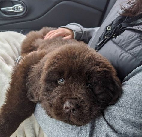 Newfinland Dog, New Foundland Dog Puppy, Brown Newfoundland Puppy, Newfoundland Puppy Brown, Newfiepoo Dogs, New Finland Dog, New Foundland Puppy, Grey Newfoundland Dog, New Found Land Dog