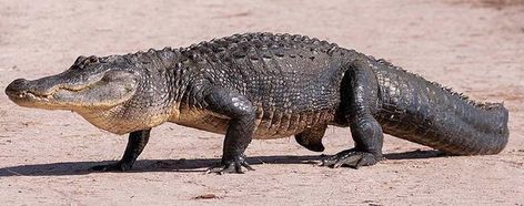 Crocodile Tattoo, American Alligator, Cute Reptiles, List Of Animals, Images Of Animals, Animal Anatomy, Cool Animals, Animal Reference, Animal References