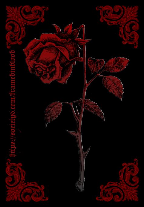 Red Rose, Red, Black