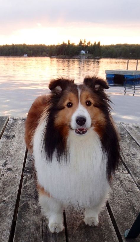 Sheltie Haircut, Sheltie Puppy, Sheltie Dogs, Lavender Garden, Dream Dog, Puppies And Kitties, Rough Collie, Shetland Sheepdog, Collie Dog