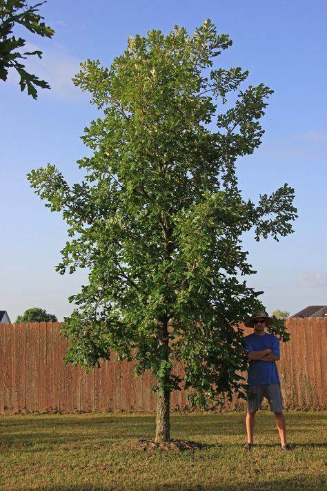 Burr Oak tree - Deciduous Columnar Oak Tree, Burr Oak Tree, Oak Trees Types, Backyard Trees Landscaping, Silky Oak Tree, Bur Oak Tree, Best Shade Trees, Yard Trees, Spring Backyard