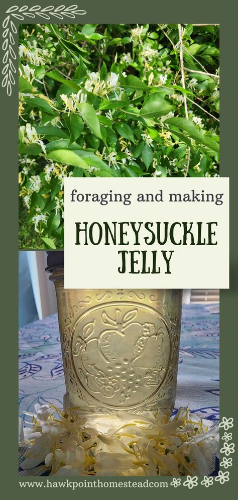 Foraging is so fun and beneficial. It is a wonder just how many weeds, flowers and herbs offer so many benefits. This recipe for how to make homemade honeysuckle jelly is a great edible flower jelly recipe. The jelly turns out to be a beautiful color and tastes so delicious, with a wonderful berry floral sweet flavor. Making the  flower jellies is a great kid activity. Plus the beautiful sweet jellies make a great gift! How To Make Honeysuckle Jelly, Honey Suckle Jelly Recipe Easy, Honeysuckle Jelly Recipe, Honeysuckle Recipes, Herb Jelly, Honeysuckle Jelly, Herbal Knowledge, Garden Canning, Homesteading Recipes