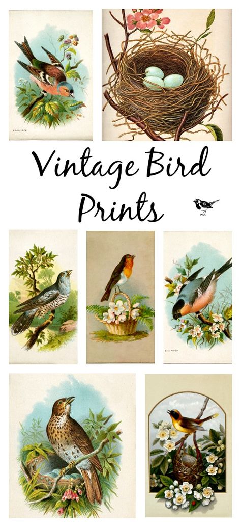 Vintage Bird Art Prints, Bird Pictures Art Free Printables, Birding Journal Ideas, Free Printable Birds Prints, Vintage Bird Pictures, Botanical Prints Free, Bird Printables, Vintage Bird Prints, Vintage Bird Illustration