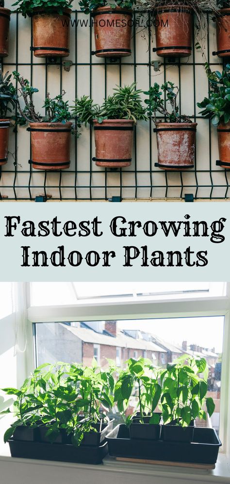 Fastest growing indoor plants Fast Growing Plants, Fast Growing, Growing Plants, Planting, Indoor Plants, Plants