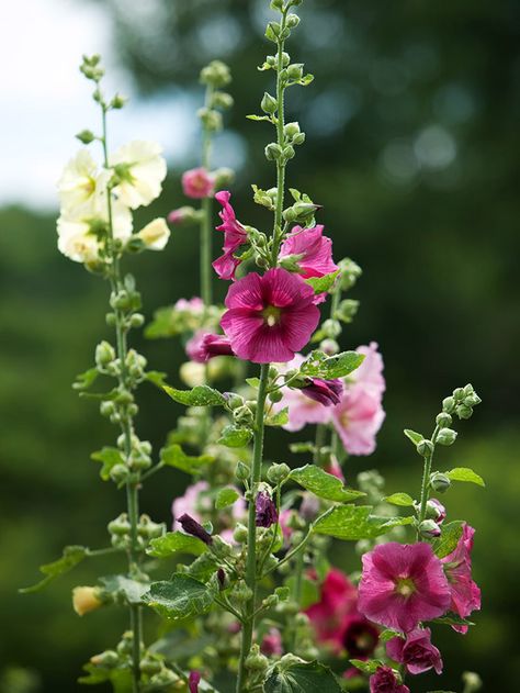 Add height to a garden with tall-growing hollyhock. See more perennials that make a big impact: http://www.bhg.com/gardening/flowers/perennials/big-perennials-for-big-impact/?socsrc=bhgpin041613hollyhock=7 Big White Flowers, Garden Backdrops, Perennial Border, Perfect Backyard, Border Plants, Have Inspiration, Tall Plants, Perennial Garden, Flowers Perennials