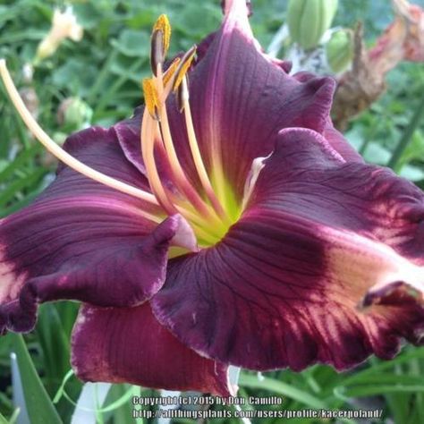 Mystery Show, Plant Information, Daylilies, Purple Eyes, Perennials, Orchids, Photo Galleries, Tower, Lily