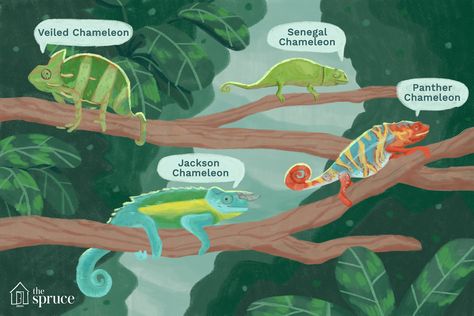 Types Of Lizards, Types Of Chameleons, Pet Chameleon, Chameleon Care, Jackson Chameleon, Lizard Types, Veiled Chameleon, Heat Lamp, Chameleons