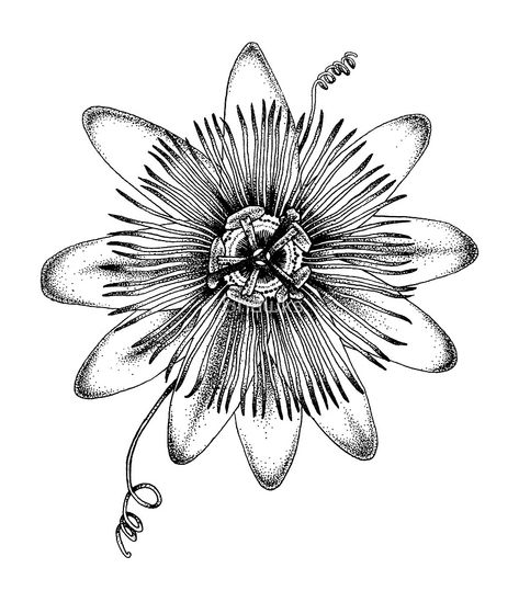 Passion Flower by Shawks Passion Flower Tattoo Design, Passion Fruit Flower Drawing, Passion Flower Tattoo Black And White, Passionfruit Flower Tattoo, Passion Fruit Flower Tattoo, Passion Flower Drawing, Passionflower Tattoo, Passion Flower Tattoo, Passion Fruit Flower