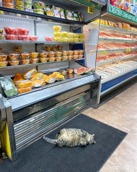 Bodega Cats on Instagram: “@chorizopurrito” Receiving Love, Bodega Cat, Small Shops, Sleepy Cat, Domestic Cat, Rodents, Sweet Animals, Cat House, Cat Photo