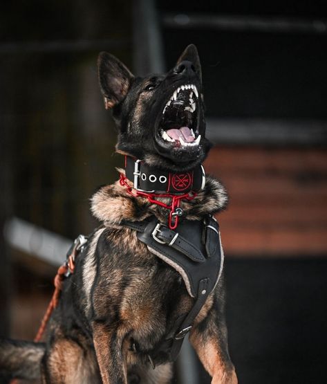 Police German Shepherd, K9 Officer Aesthetic, Protection Dog Aesthetic, Belgian Malinois Service Dog, Guard Dog Aesthetic, Dog Pfps, Dog Training Aesthetic, German Shepherd Aesthetic, Protection Dog Training