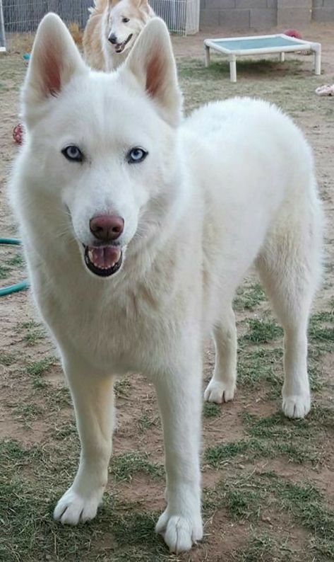 Husky Wallpaper Iphone, Cute Husky Wallpaper, Caine Husky, White Siberian Husky, Husky Puppies For Sale, White Husky, Cute Husky, Dog Mug, Dogs Pooping