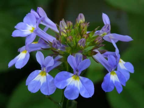 Lobelia valida #2 | Best viewed @ large size Campanulaceae (… | Flickr English Names, My Garden, Planting Flowers, Large Size, Plants, Flowers