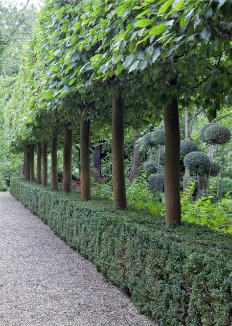 Row Of Trees Landscaping, Lime Trees, Contemporary Gardens, Evergreen Hedge, Garden Hedges, Landscape Inspiration, Planting Plan, Artificial Plants Outdoor, Narrow House