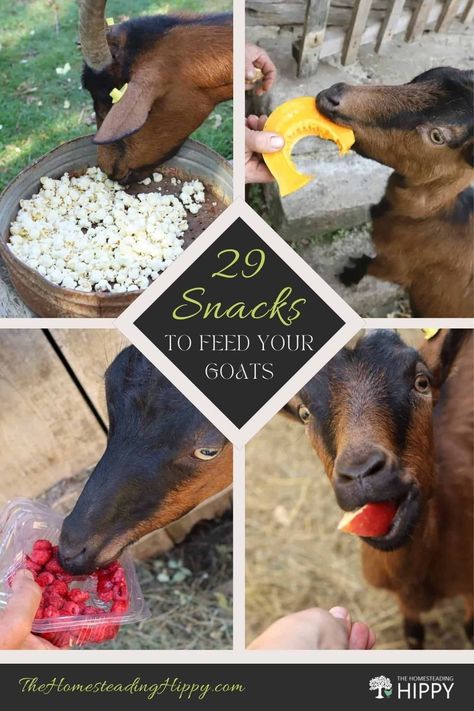 Goats can eat all kinds of things, but they can't eat just anything safely. Learn about 30 of the safest snacks to feed them here. #goats #homesteading Goat Snacks For Goats, What Can Goats Eat, Goat Treats Recipes Homemade, What To Feed Goats, Goat Homestead, Goat Tips, Pack Goats, Goat Treats, Goat Feed