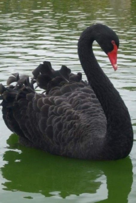 Swan Pictures, Black Swans, In His Arms, Beautiful Swan, Australian Birds, All Birds, Pretty Birds, Colorful Birds, Black Swan