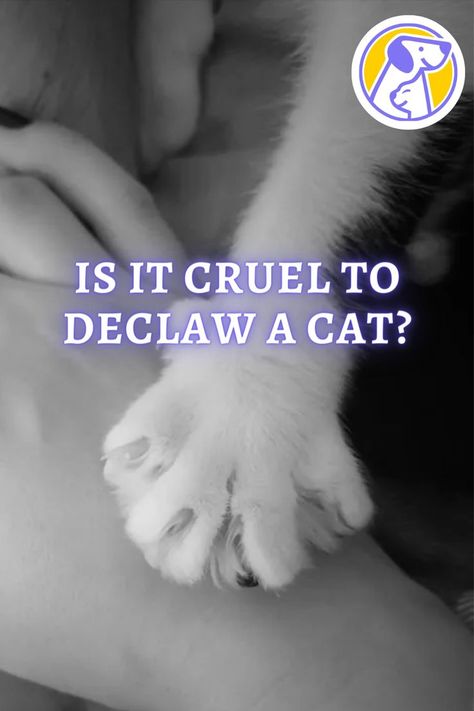 Are declawed cats happy? Will vets still declaw cats? Is there a humane way to declaw cats? Declawed Cats, Declawing Cats, Cats Happy, Cat Claws, Cat Facts, Cat Care, Pet Lovers, A Cat, Animal Lover