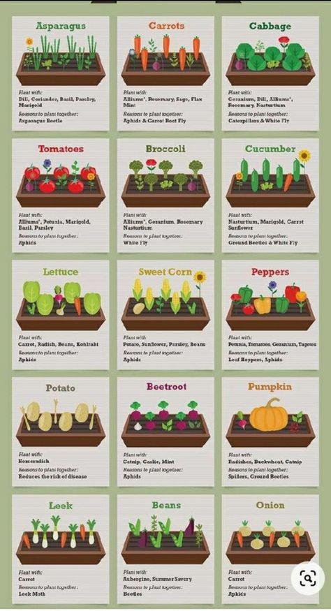 Companion Planting Vegetables, Garden Companion Planting, نباتات منزلية, Vegetable Garden Planning, Vegetable Garden Diy, Backyard Vegetable Gardens, Veggie Patch, Veg Garden, Home Vegetable Garden