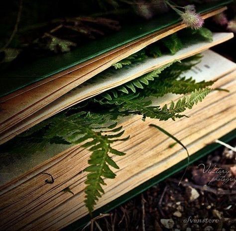 Green Academia Aesthetic, Dried Fern, Green Academia, Woodland Cottage, Michel De Montaigne, Cottage In The Woods, Post Traumatic, 수채화 그림, Witch Aesthetic